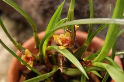 Maxillaria cogniauxiana