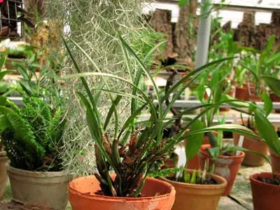Maxillaria cogniauxiana