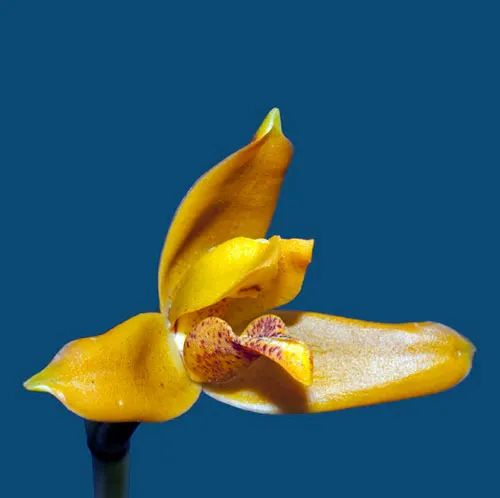 Maxillaria discolor