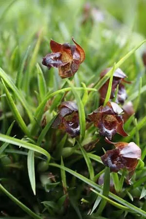 Maxillaria juergensii