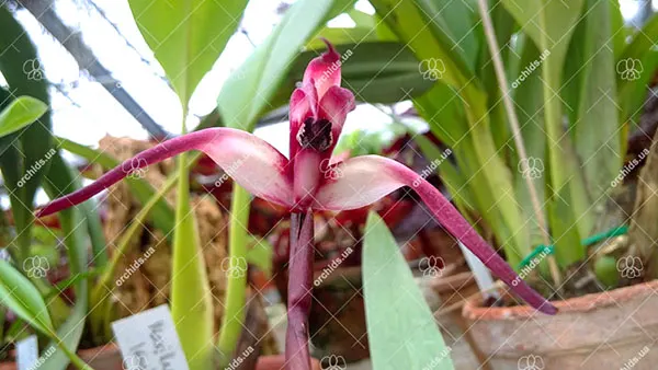 Maxillaria longissima