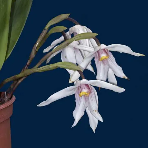 Maxillaria platypetala