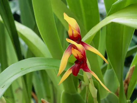 Maxillaria rhombea