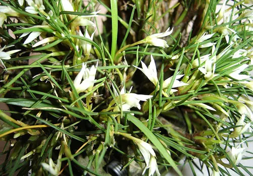 Maxillaria seidelii