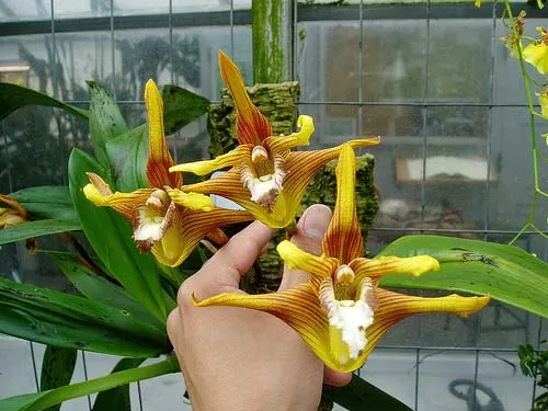 Maxillaria striata