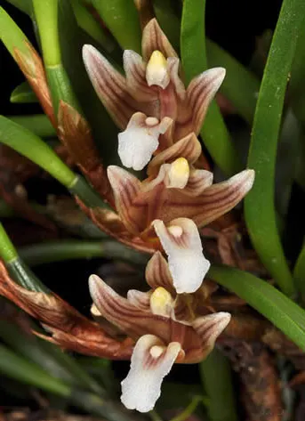 Maxillaria uncata