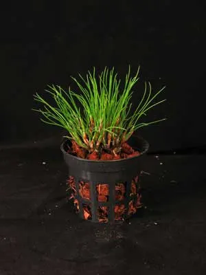 Maxillaria vitelliniflora