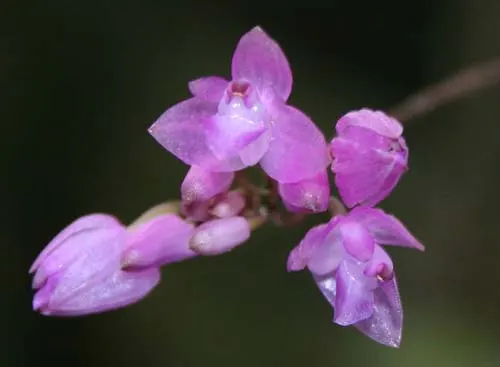 Nageliella purpurea