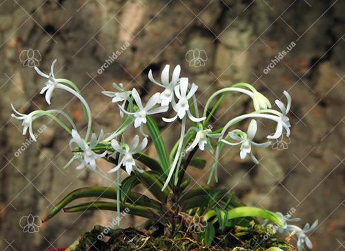 Neofinetia falcata