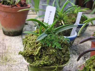 Neofinetia falcata Anzumaru