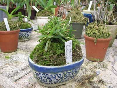 Neofinetia falcata Awaharibeni