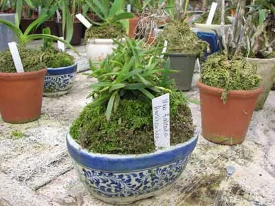 Neofinetia falcata Awaharibeni