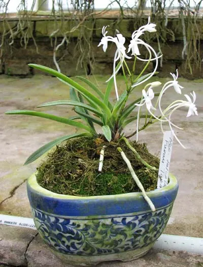 Neofinetia falcata Furan Takachiho