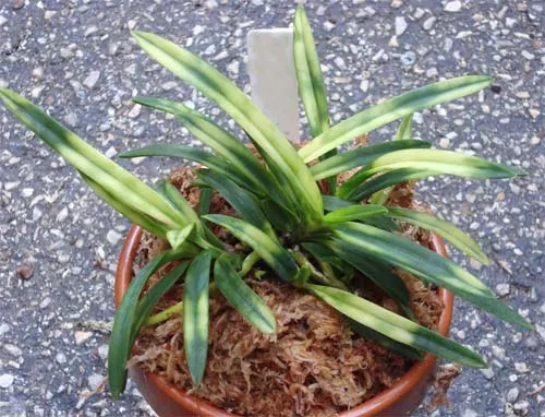 Neofinetia falcata Kisyu Sekko