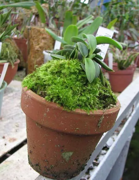 Neofinetia falcata Suikaden