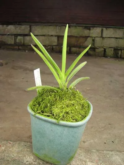 Neofinetia falcata Syunkyuden
