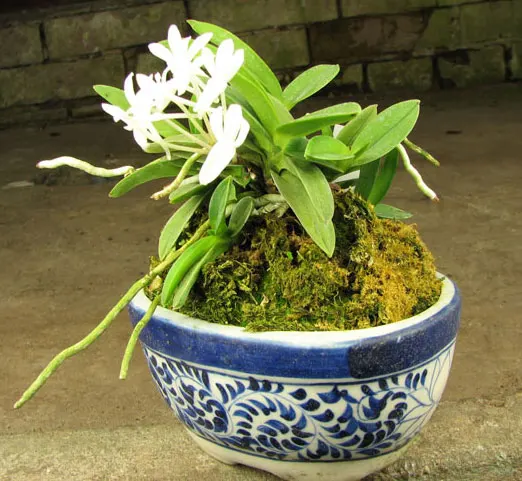 Neofinetia falcata Yodonomatsu