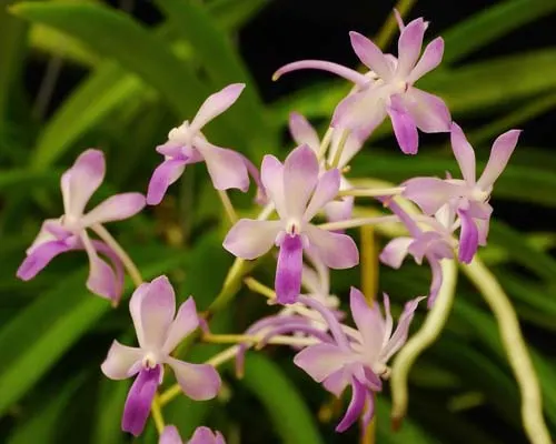 Neostylis Lou Sneary 'Taka' (Neof. falcata x Rhy coelestis)