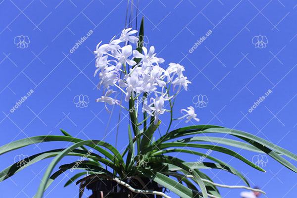 Neostylis Lou Snearly