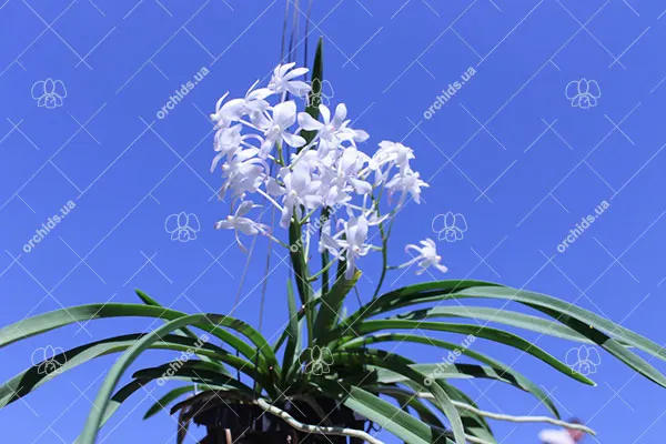 Neostylis Lou Snearly