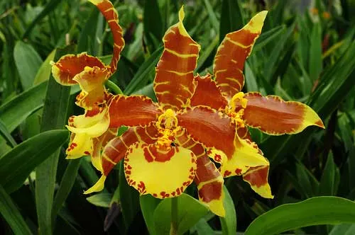 Odontoglossum Rawdon Jester × splendens