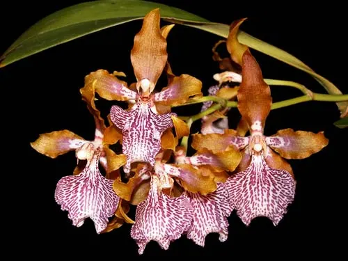 Odontoglossum wyattianum