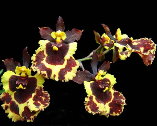 Oncidium (Tolumnia) Jairak Rainbow brown