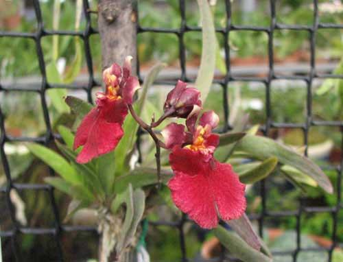 Oncidium (Tolumnia) Popoki Red