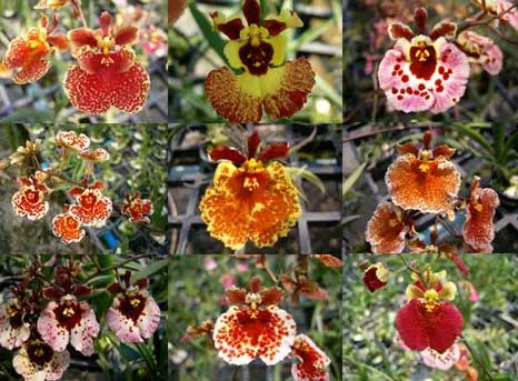 Oncidium (Tolumnia) hybrids