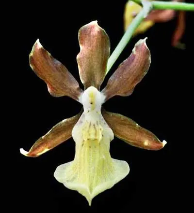 Oncidium brachyandrum