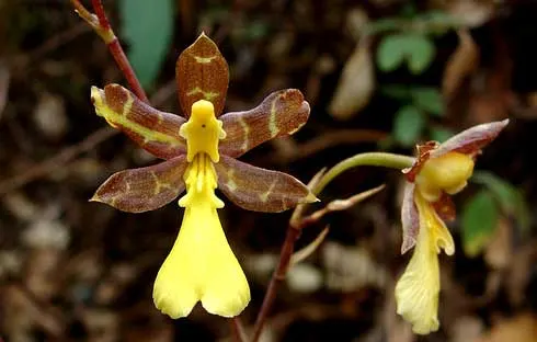 Oncidium graminifolium