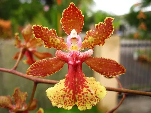 Oncidium Josephine 'fragrance'