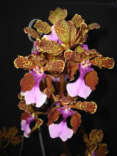 Oncidium lanceanum x kramerianum