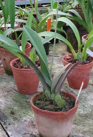 Oncidium splendidum