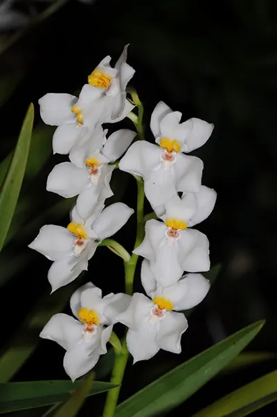 Osmoglossum pulchellum