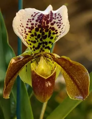 Paphiopedilum (Hotspot x Signature) x Weihnachtsblueher