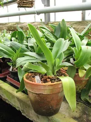Paphiopedilum (Hotspot x Signature) x Weihnachtsblueher