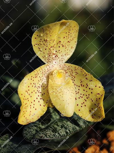 Paphiopedilum concolor