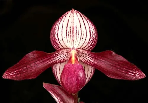 Paphiopedilum Delrosi 'Monique' × Paphiopedilum Starr Warr 'Eureka'