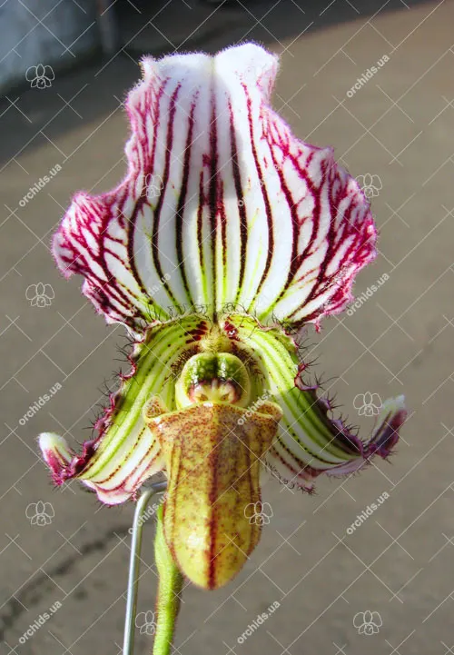 Paphiopedilum fairrieanum