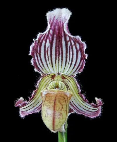Paphiopedilum fairrieanum
