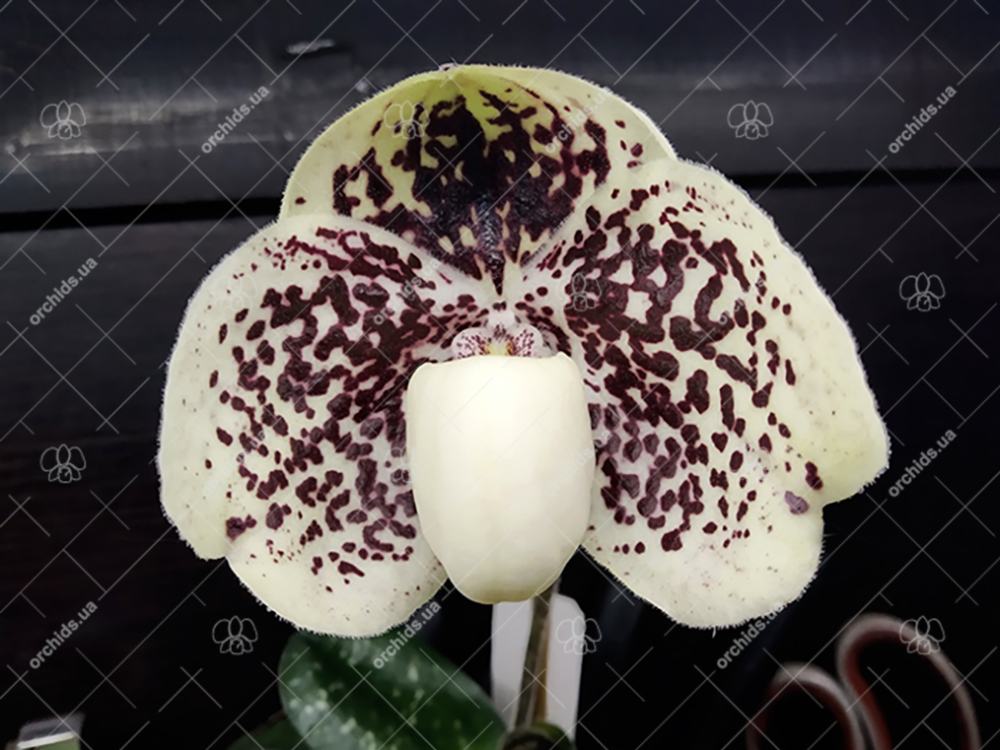 Paphiopedilum godefroyae