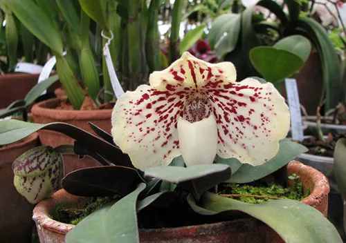 Paphiopedilum godefroyae var leucochilum