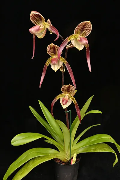 Paphiopedilum Jerry Spence (Berenice '3759A' х rothschildianum 'Nan')