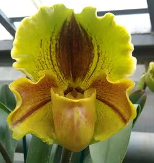 Paphiopedilum Lippewunder