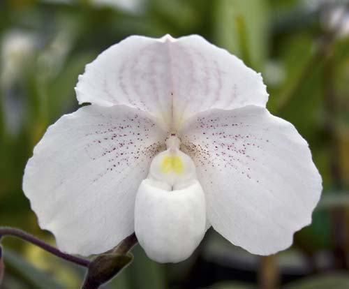 Paphiopedilum niveum (1508)