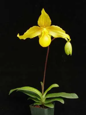 Paphiopedilum Prince Edward of York 'In-Charm' × Paphiopedilum armeniacum '#21'