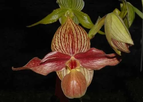 Paphiopedilum rothschildianum x hangianum