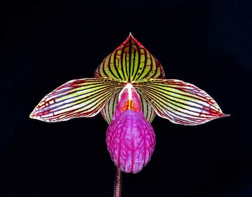 Paphiopedilum rothschildianum x micranthum