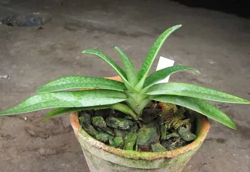 Paphiopedilum rothschildianum x micranthum